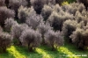 campagna_recanati001
