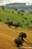 campagna_recanati002