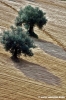campagna_recanati005