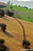 campagna_recanati007