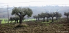 campagna_recanati010