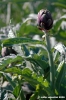 carciofi_montelupone1