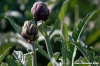 carciofi_montelupone2