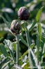 carciofi_montelupone3