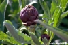 carciofi_montelupone5