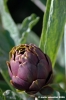carciofi_montelupone6