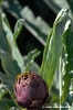 carciofi_montelupone7