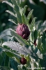 carciofi_montelupone9