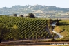 castelfidardo_campagna01
