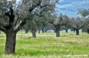 cingoli_oliveto1