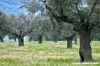 cingoli_oliveto2