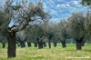 cingoli_oliveto3