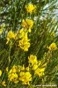 conero_ginestra1