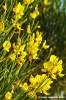 conero_ginestra2