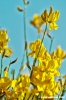 conero_ginestra4