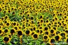 conero_girasoli1