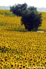 conero_girasoli3