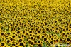 conero_girasoli5