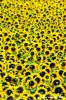 conero_girasoli7