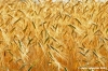 conero_grano1