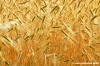 conero_grano2