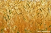 conero_grano3