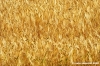 conero_grano6