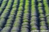 conero_lavanda01