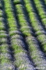 conero_lavanda02