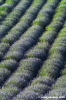 conero_lavanda03
