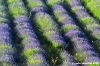 conero_lavanda04