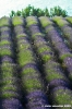 conero_lavanda05