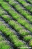 conero_lavanda07