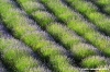 conero_lavanda08