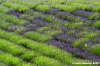 conero_lavanda10