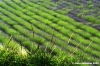 conero_lavanda11