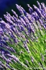 conero_lavanda14