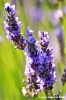 conero_lavanda16