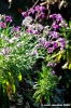 conero_primavera010