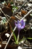 crocus01
