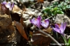 crocus06