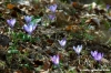 crocus08