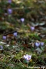 crocus09