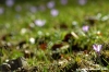 crocus11