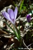 crocus13