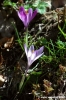 crocus16