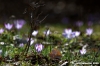crocus17