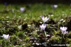 crocus18