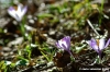 crocus21