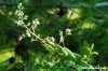 fiori_di_rovo